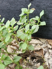 Perityle lindheimeri