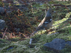 Fringilla coelebs gengleri