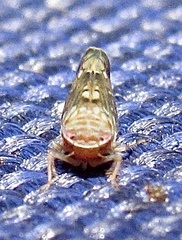 Scaphoideus