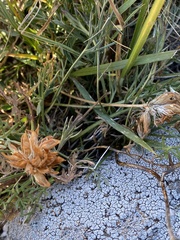 Trifolium dasyphyllum