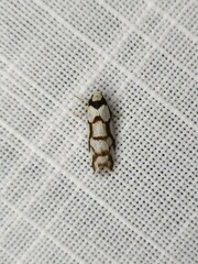 Scaptesyle dichotoma