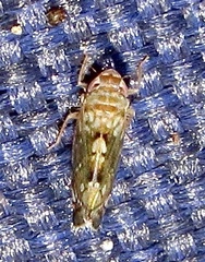 Scaphoideus