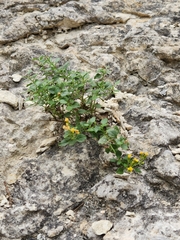 Perityle lindheimeri