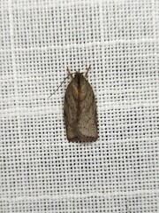 Euchaetis inceptella