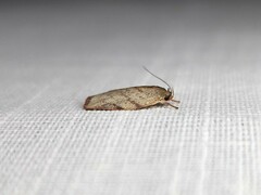 Euchaetis inceptella
