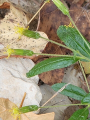 Brickellia cylindracea