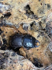 Geodorcus