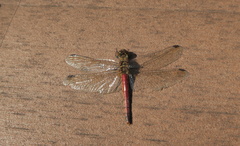 Sympetrum frequens