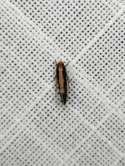 Monopis crocicapitella