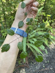 Rubus australis