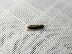 Monopis crocicapitella