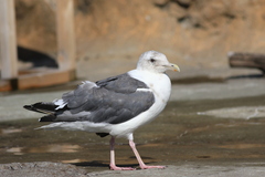 Larus schistisagus