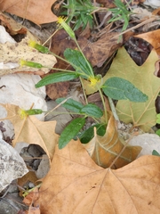 Brickellia cylindracea