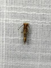 Moerarchis inconcisella