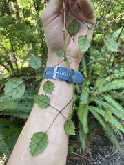Rubus australis