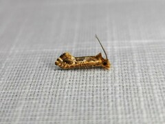 Moerarchis inconcisella