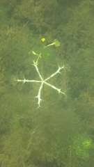 Utricularia radiata