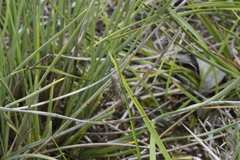 Catantopinae