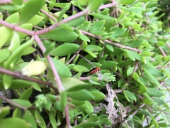 Disonycha discoidea