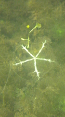 Utricularia radiata