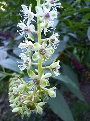 Phytolacca heterotepala