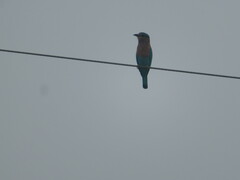 Coracias benghalensis