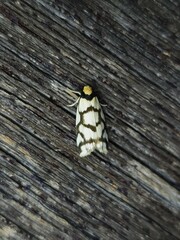 Scaptesyle dichotoma