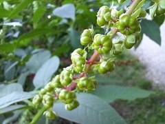 Phytolacca heterotepala