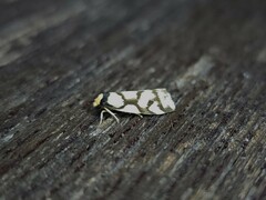 Scaptesyle dichotoma