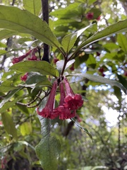 Alseuosmia macrophylla