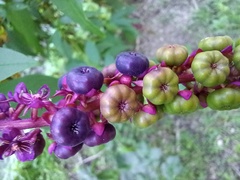 Phytolacca heterotepala