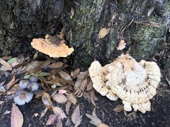 Laetiporus gilbertsonii