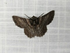 Hypobapta tachyhalotaria