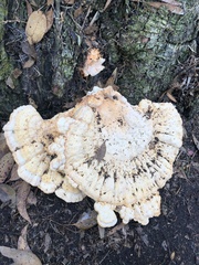 Laetiporus gilbertsonii