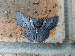 Hypobapta tachyhalotaria