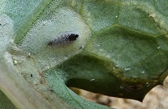 Phytomyza syngenesiae