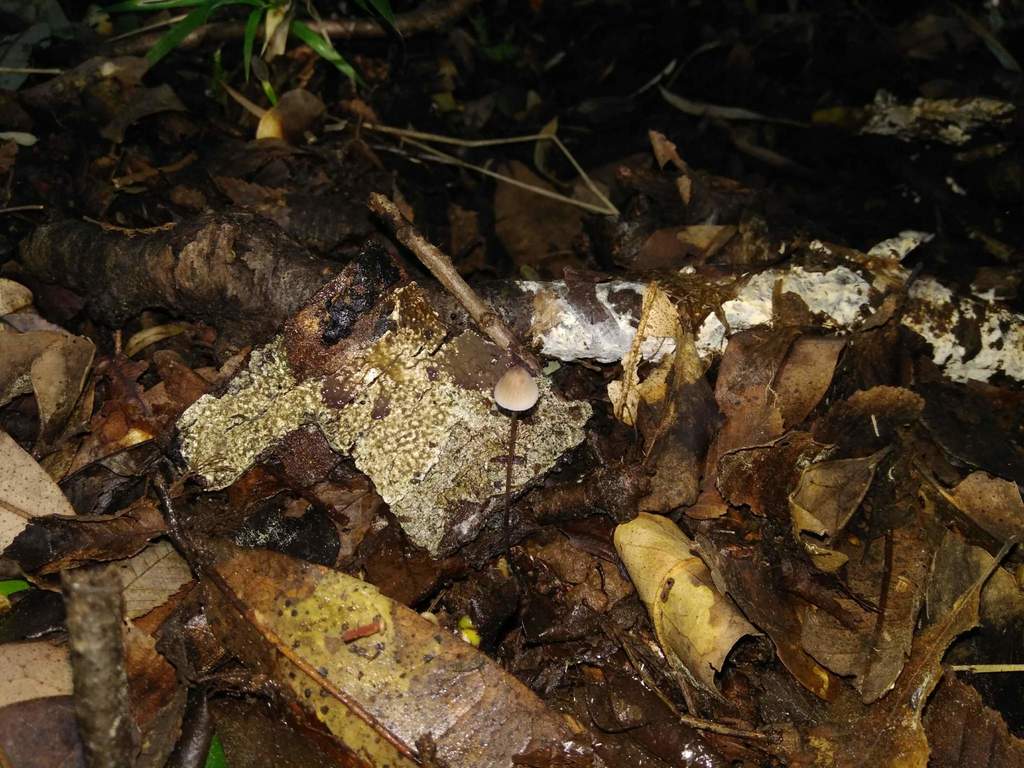 Mycena filopes · August 2018 · photo: © cristianriquelme (iNaturalist, cc-by)