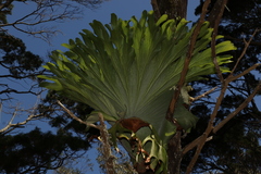 Platycerium superbum