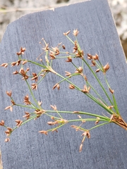 Cladium mariscus