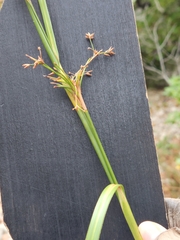 Cladium mariscus
