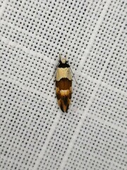 Euphiltra eroticella