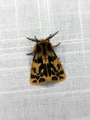 Ardices curvata