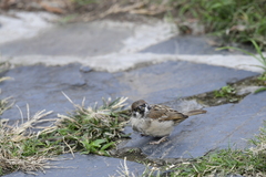 Passer montanus