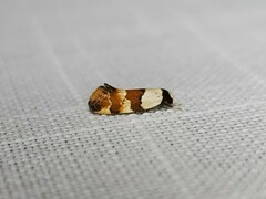 Euphiltra eroticella