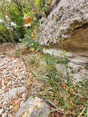 Cladium mariscus