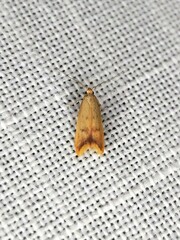 Tachystola hemisema