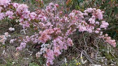 Calytrix tetragona
