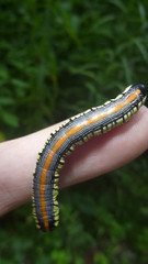 Cucullia convexipennis