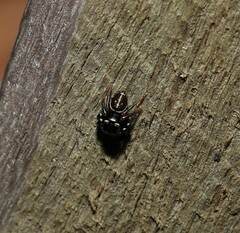 Zenodorus orbiculatus