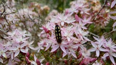 Castiarina parallela